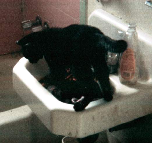 Banshee in sink